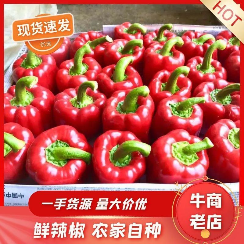 【诚信为本】山东聊城莘县红彩椒大量供应品质保证物美价