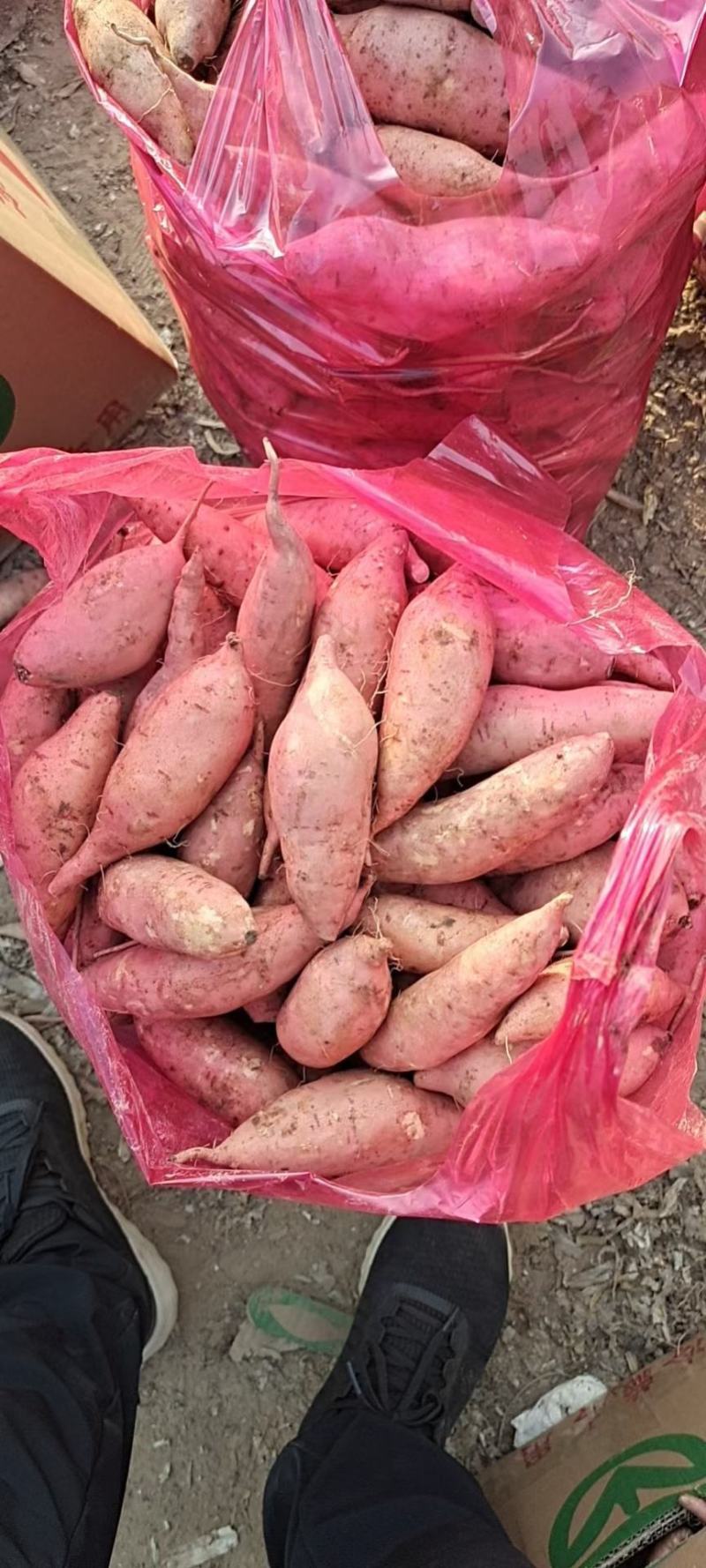 【周口精品龙九红薯】龙薯规格齐全，发往全国商超供应电商