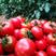 河北承德草莓西红柿限量供应酸甜可口保质保量坏单包赔