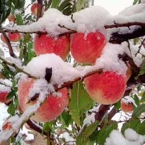 冬雪王甜蜜桃南北方种植成活率高死苗补发质量上品包邮货