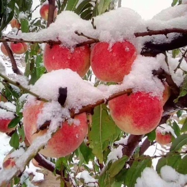 冬桃苗冬雪王甜蜜桃南北方种植成活率高死苗补发质量好
