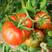【包邮】草莓西红柿河北产地直发保质保量各种规格酸甜可口