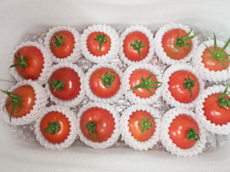 【包邮】草莓西红柿河北产地直发保质保量各种规格酸甜可口