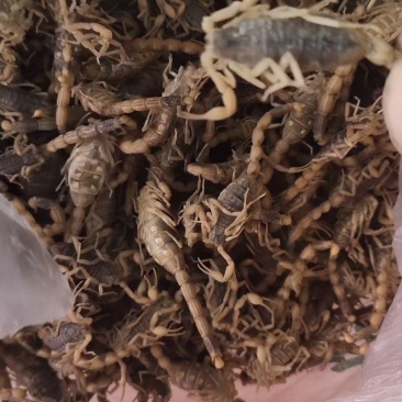 精品冻蝎通货，年前特价580一斤，数量有限，先到先得