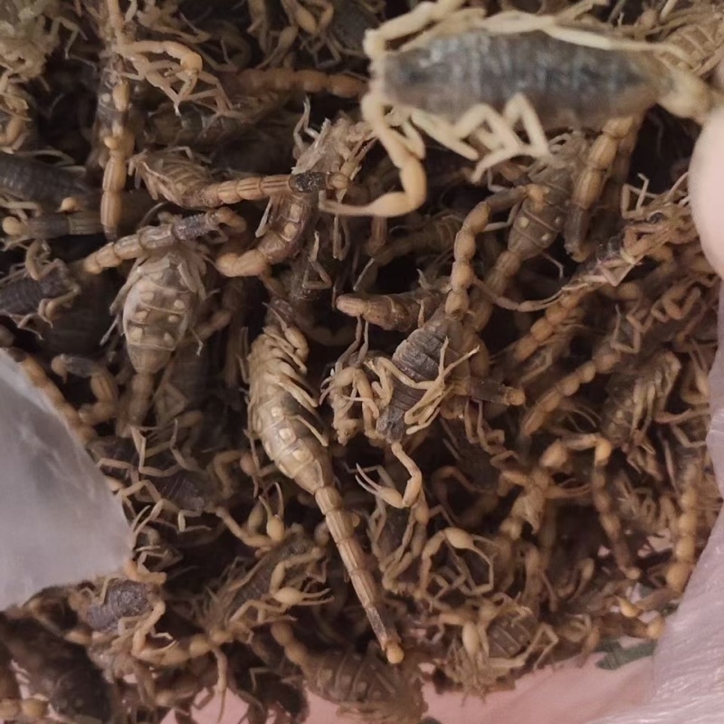 精品冻蝎通货，年前特价580一斤，数量有限，先到先得