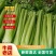 精品西芹山东芹菜产地直发电商市场商超食品厂加工