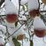 冬雪王甜蜜桃南北方种植成活率高死苗补发质量上品包邮货