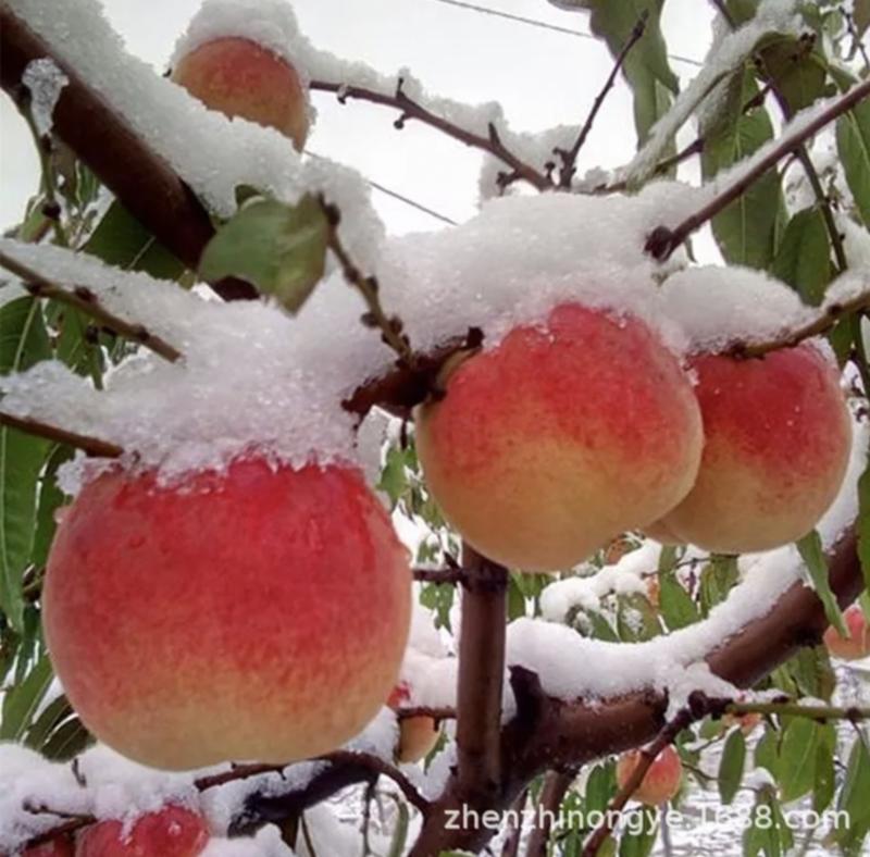 冬雪王甜蜜桃南北方种植成活率高死苗补发质量上品包邮货