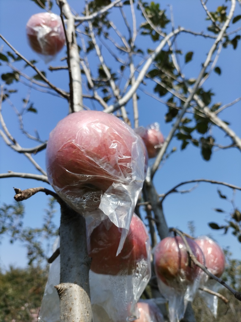 阳光充足，脆甜多汁，晚熟品种更耐储存，膜袋红富士