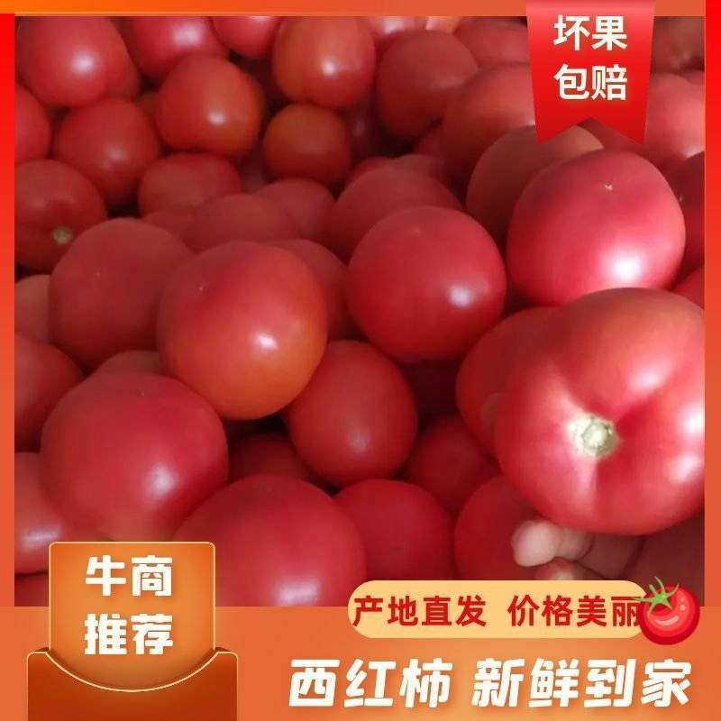 【电商】菏泽硬粉西红柿番茄果型好硬度高好运输市场超市