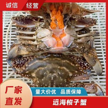 红膏梭子蟹，三点红，膏蟹醉蟹，纯母梭子蟹，满膏梭子蟹，
