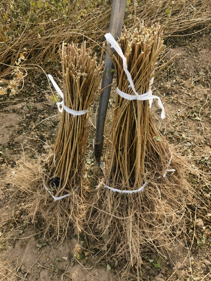 药用连翘苗1年苗，药用5号连翘苗易成活，挂果早包邮到家