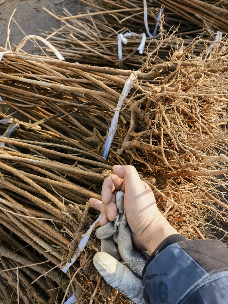 药用连翘苗1年苗，药用5号连翘苗易成活，挂果早包邮到家