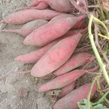精品西瓜红大量上市，品质好，价格优，货好价优