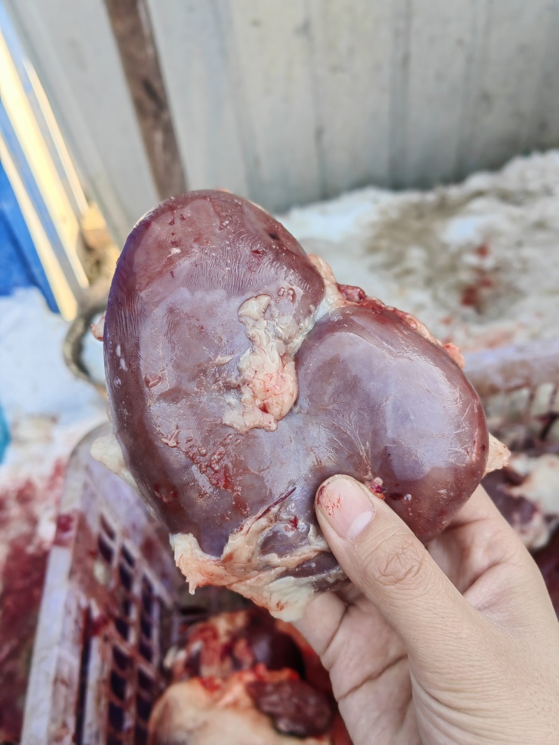 驴腰子鲜腰子屠宰场大量供应独立真空包装价格美丽
