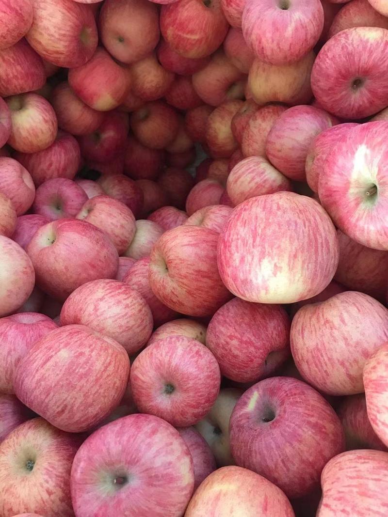 红富士苹果，冷库红富士苹果，产地一手货源保质保量