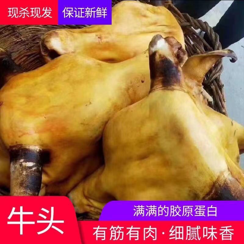 火烧牛头左右牛舌专用冷冻包邮整只正宗带皮贵州黄牛新鲜5劈