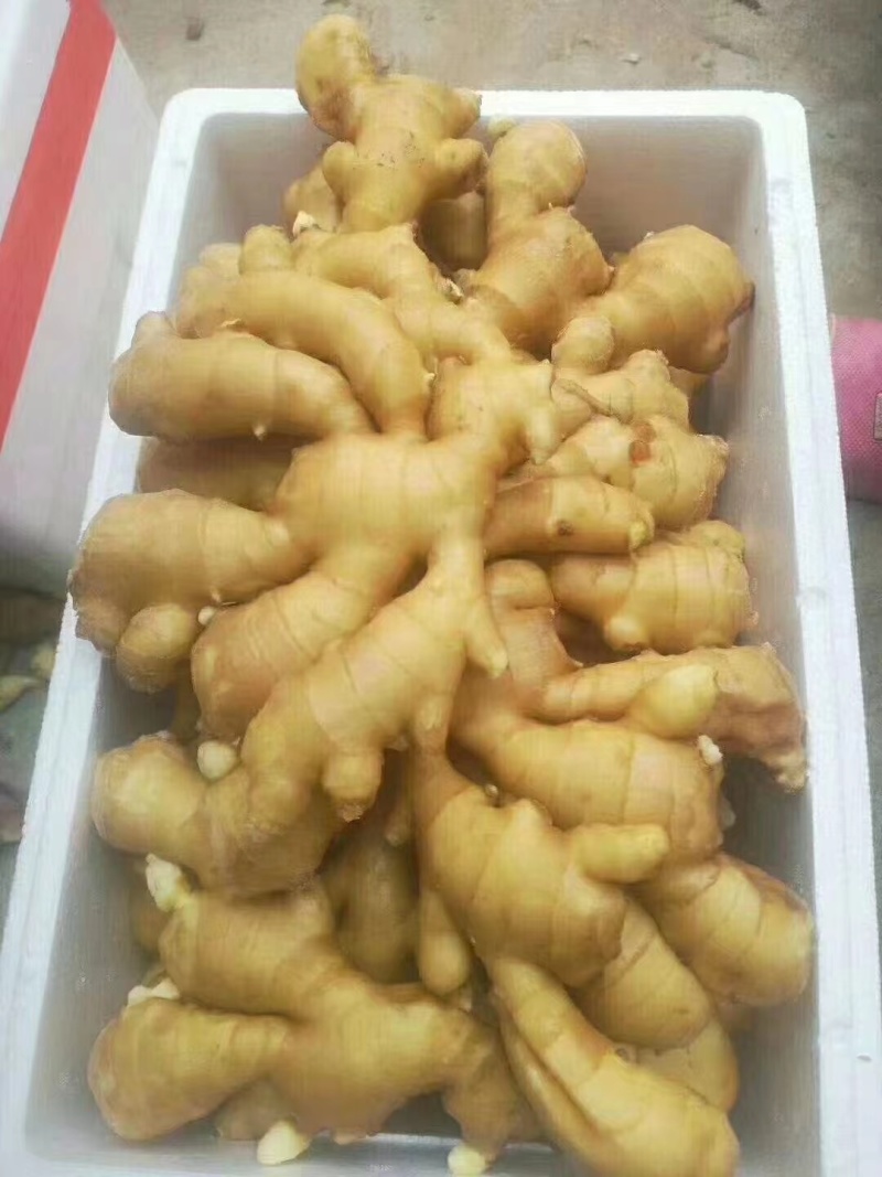 生姜大黄姜大量上市需要的可以联系保质保量