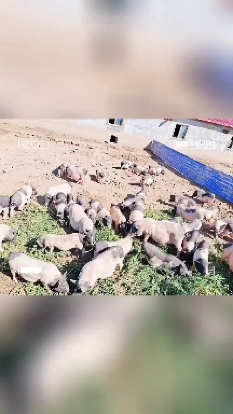大场地自由活动自繁自养无添加青草玉米饲喂十个月巴马香猪