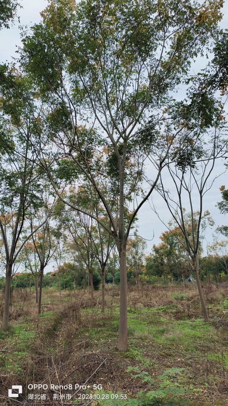 [精选]湖北荆州栾树南栾树绿化苗木树苗产地直发