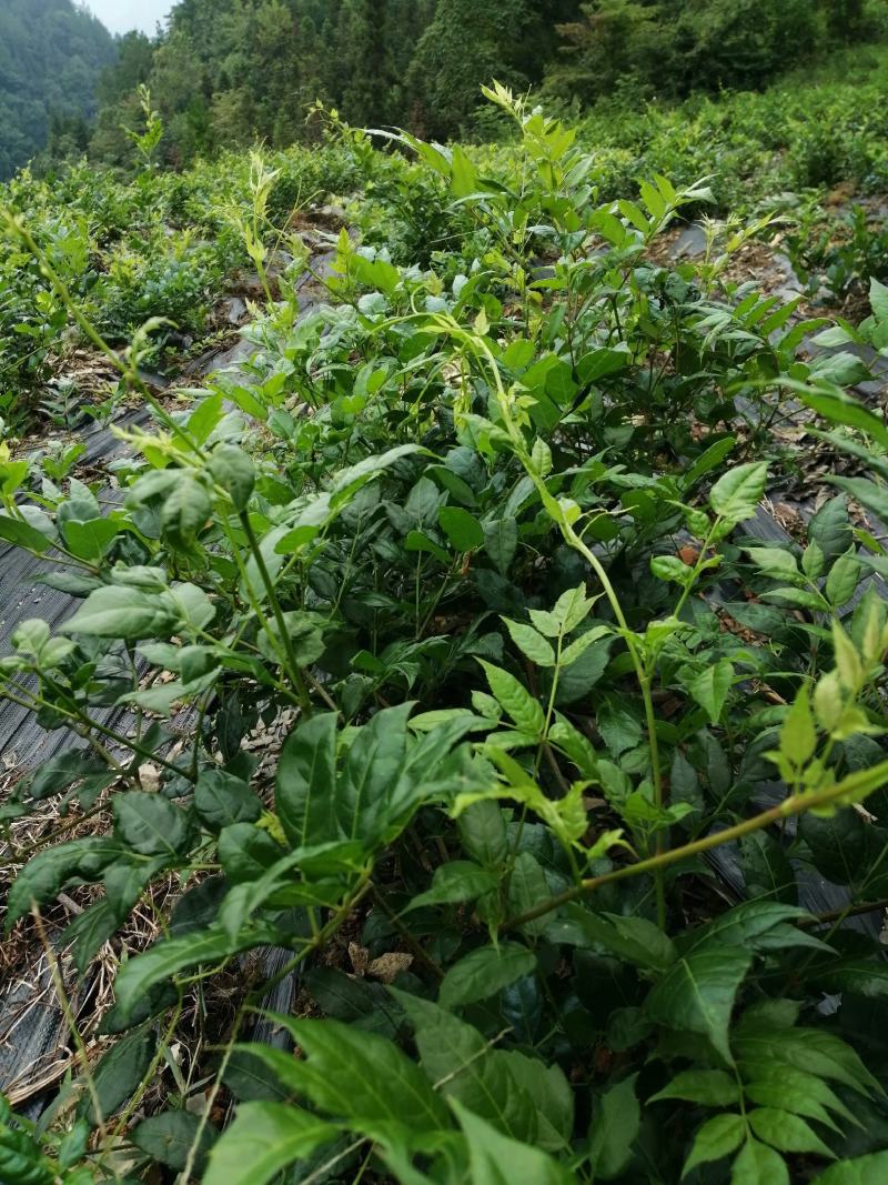 精品恩施藤茶上市一斤包邮全国可发货