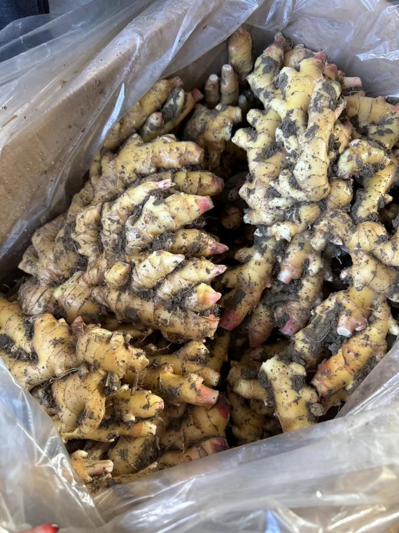 福建（风干姜/沙土姜/水洗姜）【诚信经营～坏烂包赔】