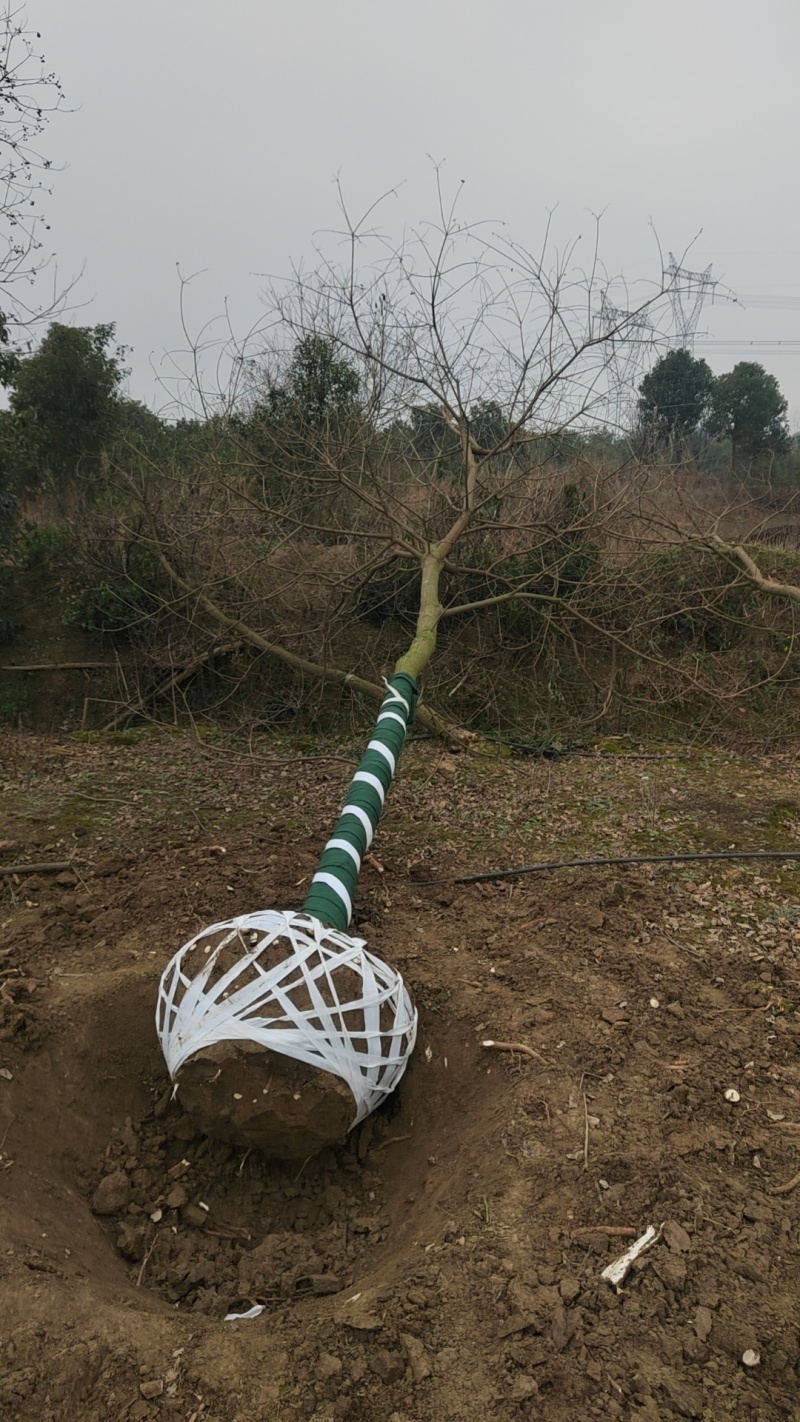 乌桕/产地直发品质好，需要老板电话联系