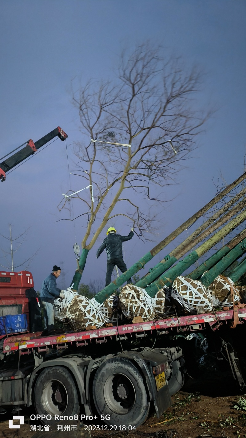 乌桕/产地直发品质好，需要老板电话联系