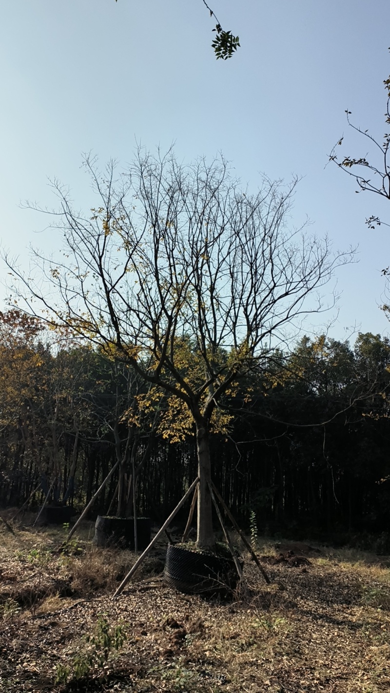 湖北荆州朴树绿化苗木树苗产地直发全国发货