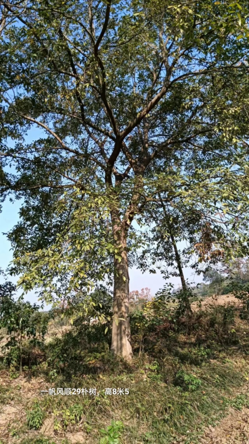 湖北荆州朴树绿化苗木树苗产地直发全国发货