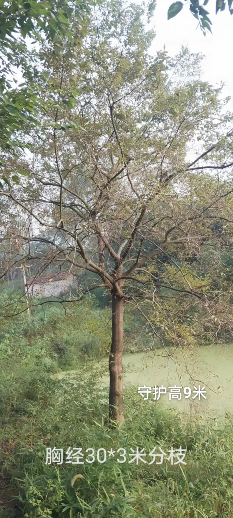 湖北荆州朴树绿化苗木树苗产地直发全国发货