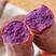 可以烤着吃的紫薯/精品袋装冰淇淋紫薯/红薯/基地也出毛货