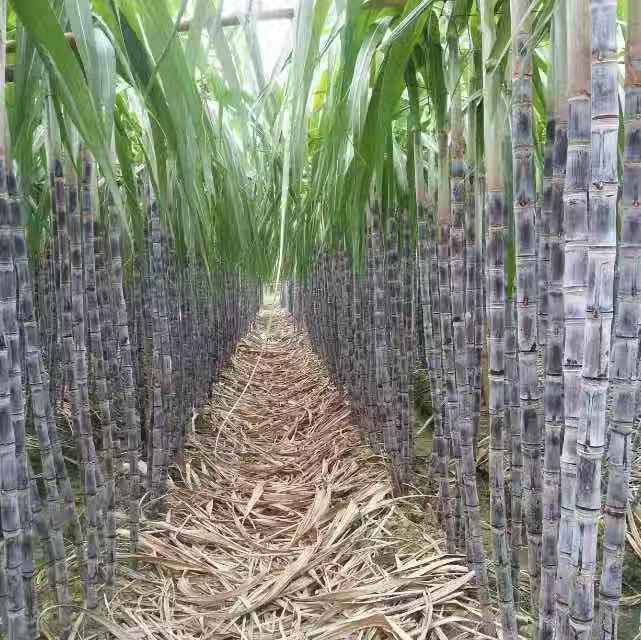 甘蔗田间气象监测设备布置图