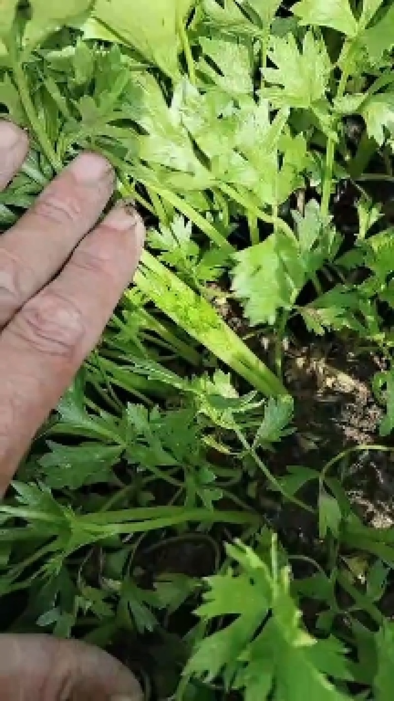 精品头茬暖棚苗，颗颗粗壮