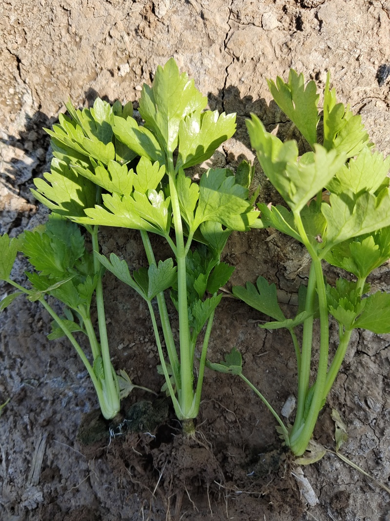 精品头茬暖棚苗，颗颗粗壮