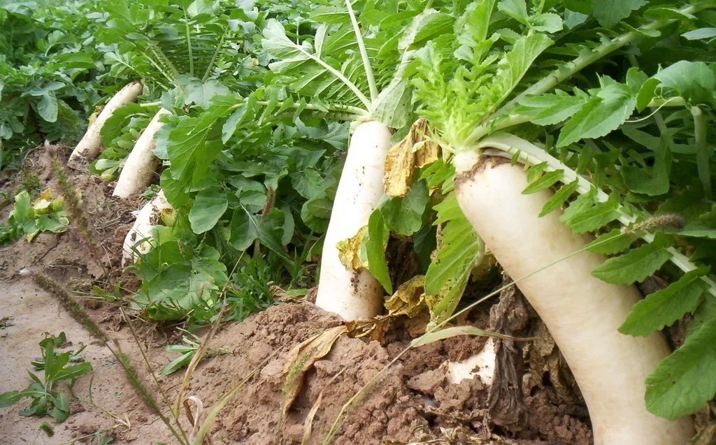 大白萝卜成熟期田间图
