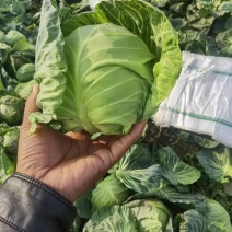 万亩蔬菜基地108甘蓝已上市供应市场、超市、食堂、电商