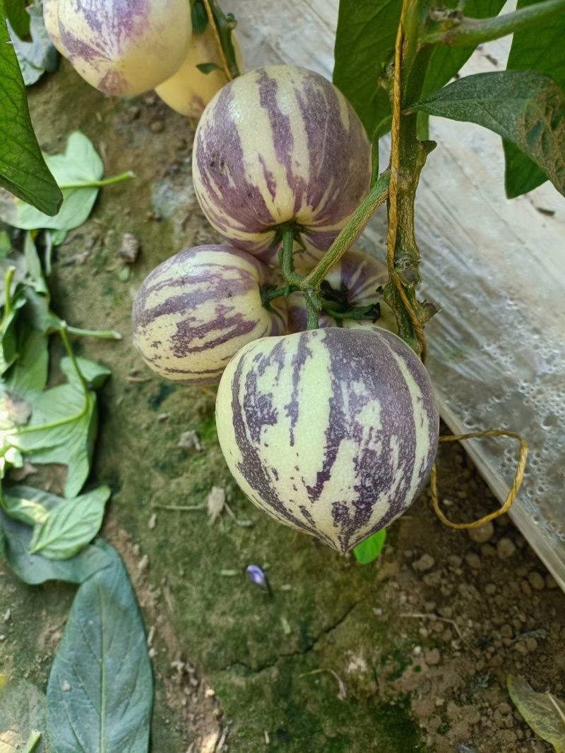 甘肃沙漠7成熟花纹果