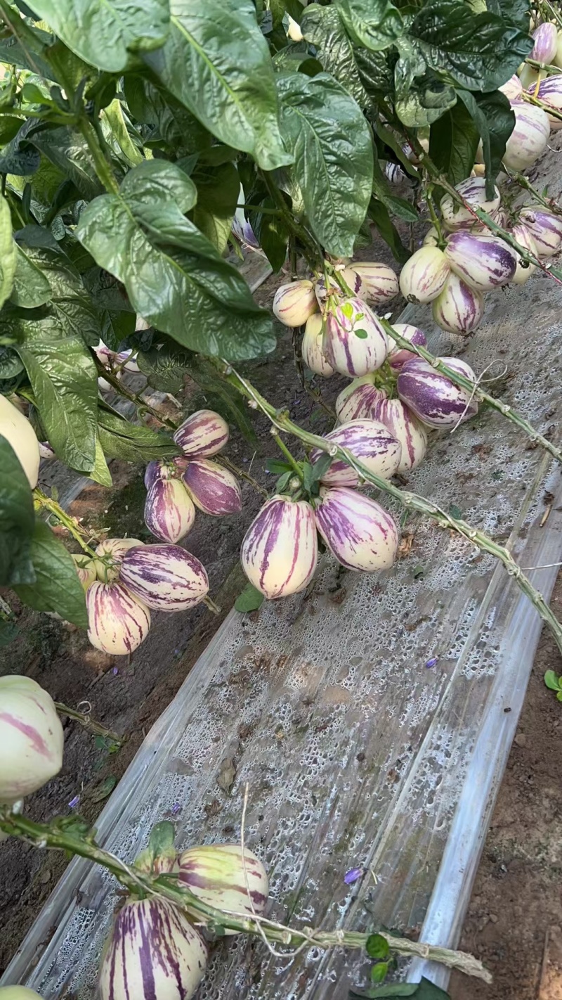 甘肃沙漠7成熟花纹果