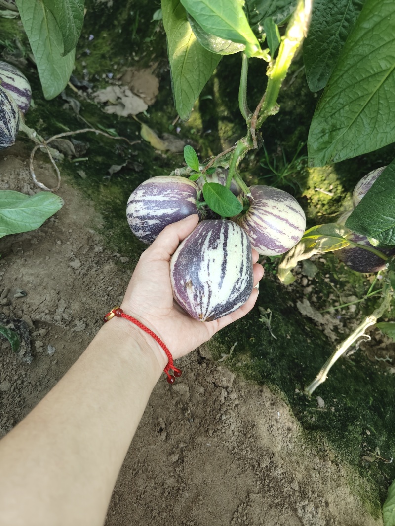 甘肃沙漠7成熟花纹果