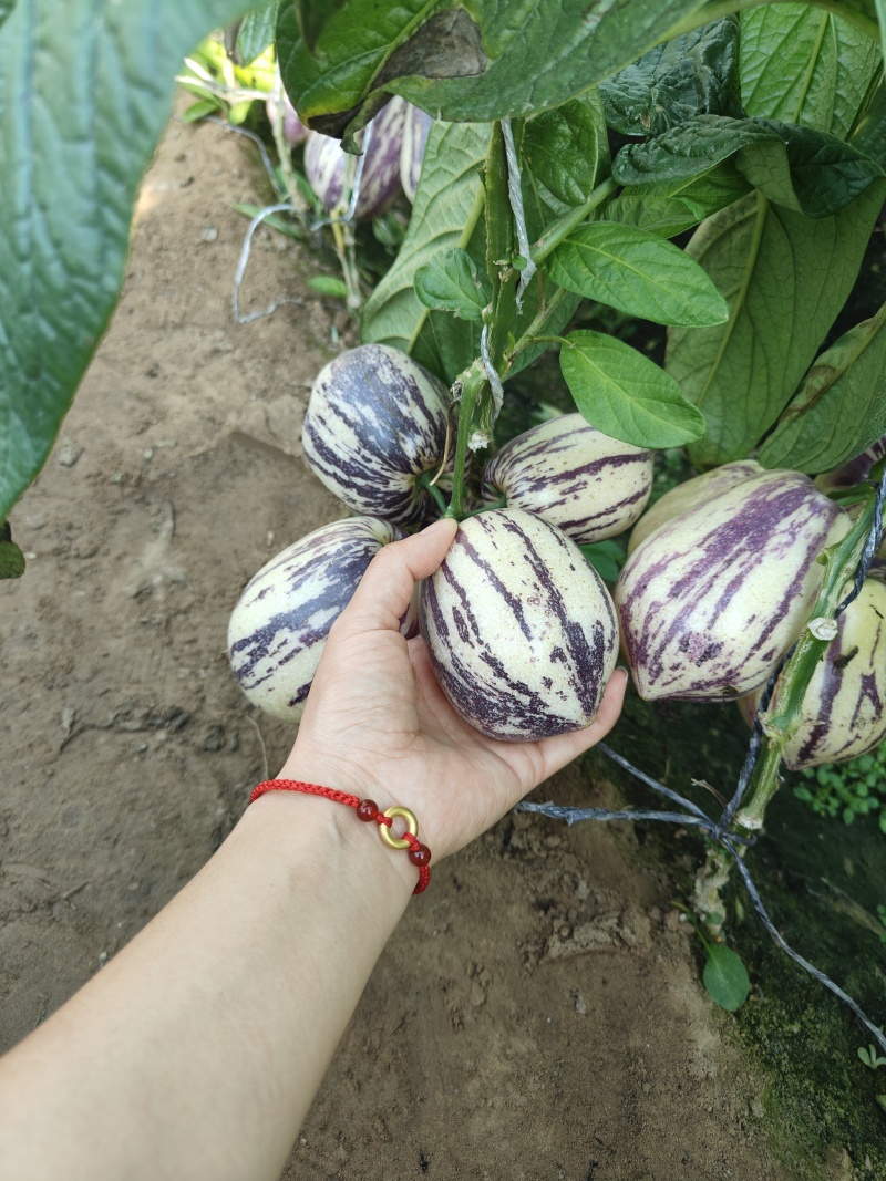 甘肃沙漠7成熟花纹果