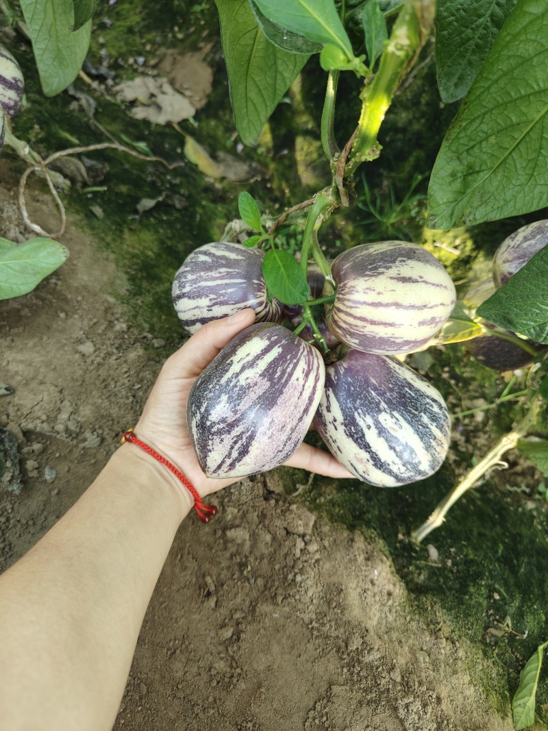 甘肃沙漠7成熟花纹果