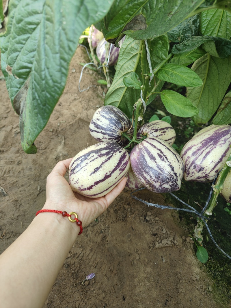 甘肃沙漠7成熟花纹果