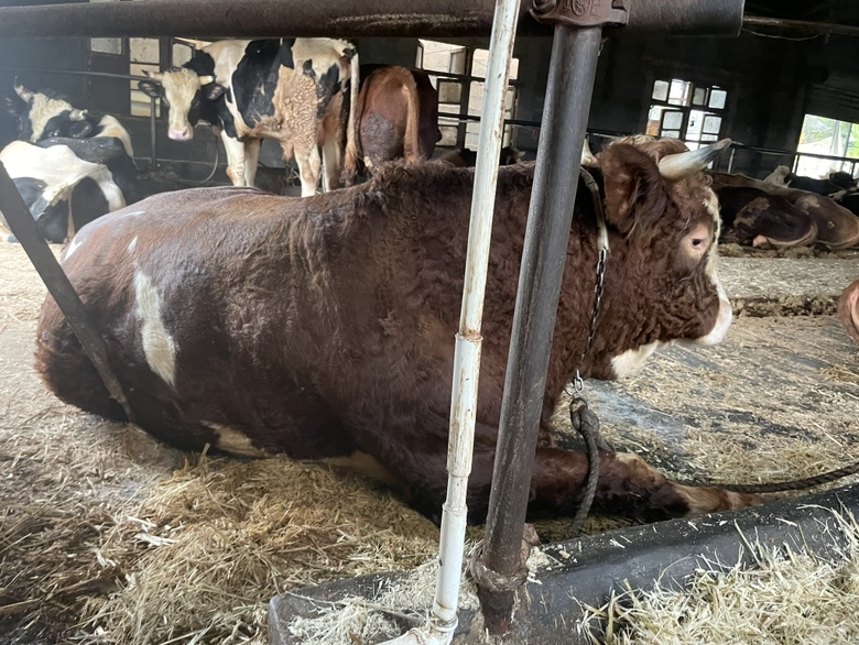 西门塔尔牛全身外观图