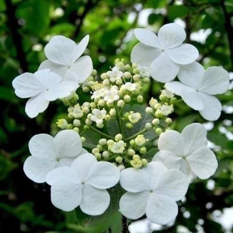 天目琼花种子庭院大花花卉中华乔木本绣球花树盆栽斗球马球琼