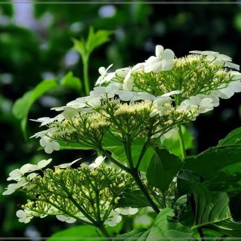 天目琼花种子庭院大花花卉中华乔木本绣球花树盆栽斗球马球琼