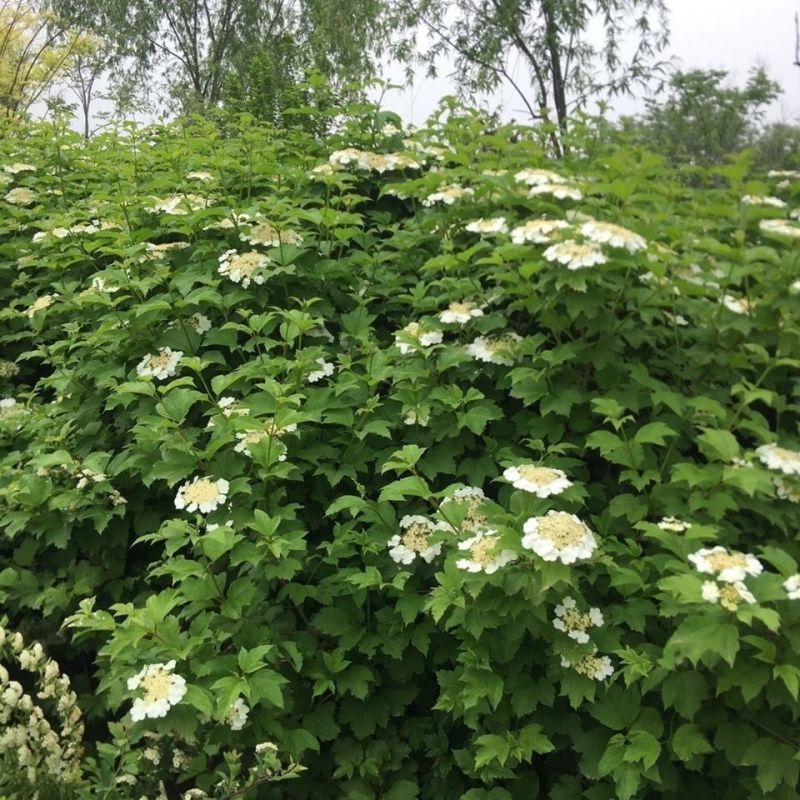 天目琼花种子庭院大花花卉中华乔木本绣球花树盆栽斗球马球琼