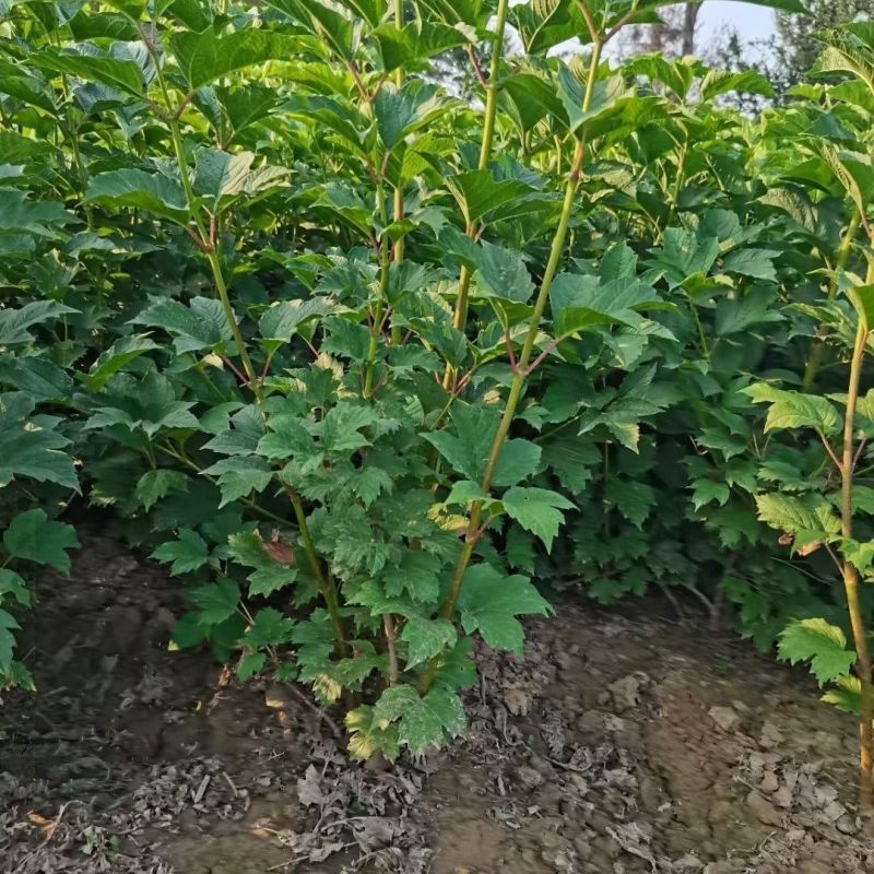 天目琼花种子庭院大花花卉中华乔木本绣球花树盆栽斗球马球琼