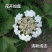 天目琼花种子庭院大花花卉中华乔木本绣球花树盆栽斗球马球琼