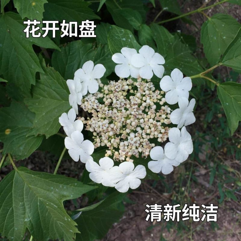 天目琼花种子庭院大花花卉中华乔木本绣球花树盆栽斗球马球琼